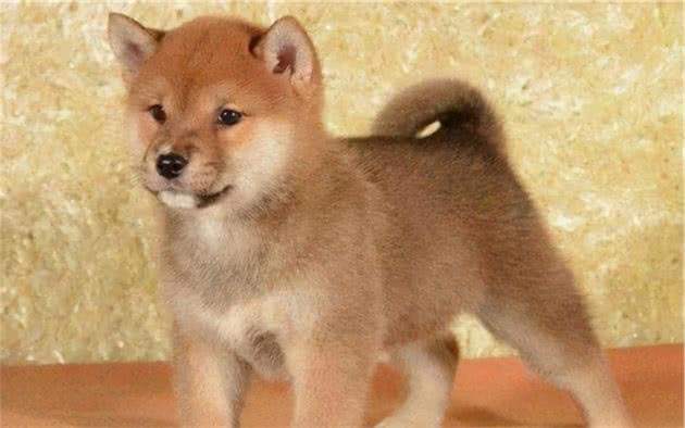 教您如何挑选一只优秀的柴犬幼犬