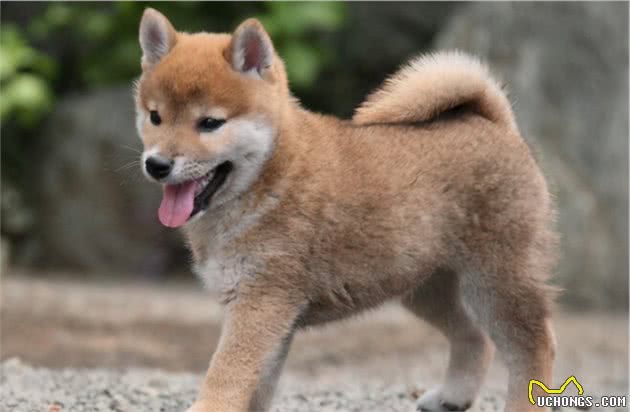 教您如何挑选一只优秀的柴犬幼犬