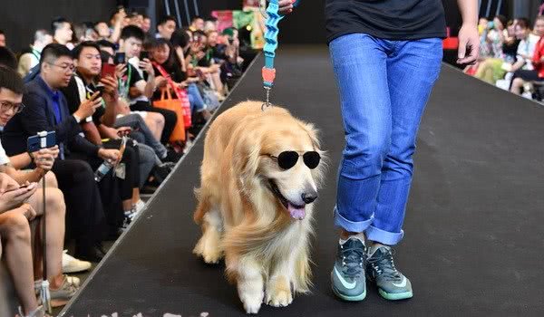 2019亚洲宠物展开幕规模再升级14大展馆一天逛不够