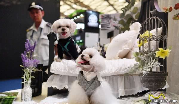 2019亚洲宠物展开幕规模再升级14大展馆一天逛不够