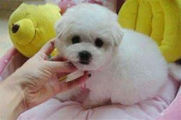 夏天给狗狗剃毛真的能降温吗？人类的推己及犬到底有多可怕？