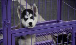 爱它要给它自由？爱狗子，还是从一只笼子开始吧！