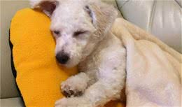 让狗狗能“活到20岁”的长寿秘诀，宠主须知