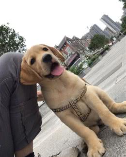 拉布拉多犬饲养经验分享