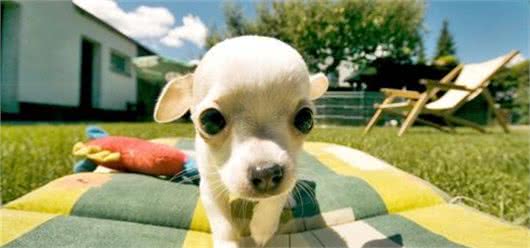 你家养的狗狗聪明吗？查查犬类智商排行就知道了
