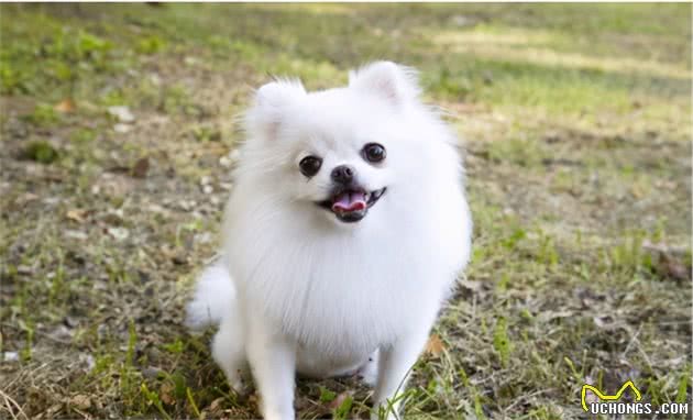 博美和西伯利亚雪橇犬的混血Pomsky，为什么人气那么高？