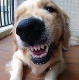 狗狗有这些行为，多半是讨厌主人了