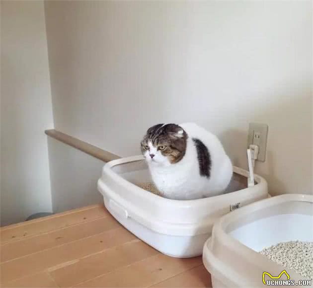 因为这个，一个月总有那么三十天不想养猫