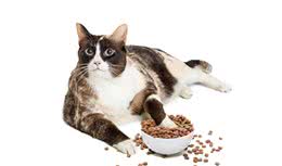 因为这个，一个月总有那么三十天不想养猫