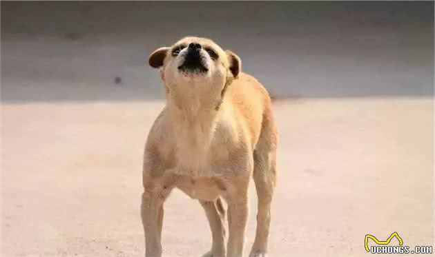 狗狗舔你的脸是表达爱意？不对！原来我们误会它们很久了！