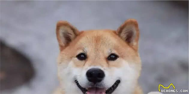 狗狗舔你的脸是表达爱意？不对！原来我们误会它们很久了！