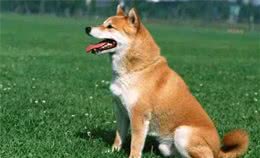秋田犬和柴犬傻傻分不清，搞清楚下面几点，一眼就能分清