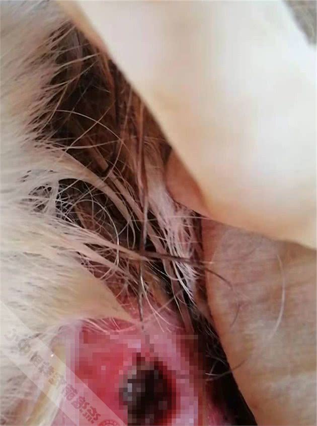 狗狗身上两个大洞，洞里有数不清的肉蛆蠕动，获救后变化令人惊喜
