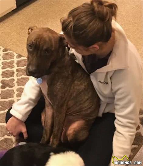 狗狗特别黏人是一种什么样的体验呢？网友：怕了怕了