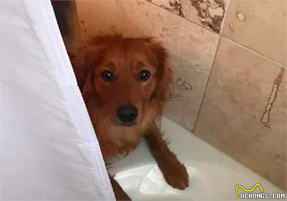 狗狗特别黏人是一种什么样的体验呢？网友：怕了怕了