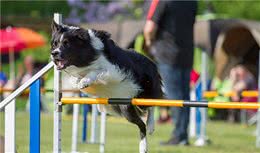 秘籍到！五招教你轻松训狗