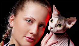 可爱的小恶魔—斯芬克斯猫Sphinxcat