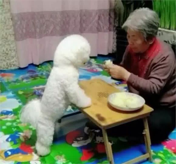 如果你家比熊有这6种表现，不要小瞧它了，说明它聪明得很