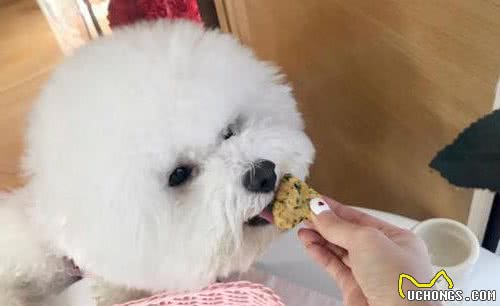 如果你家比熊有这6种表现，不要小瞧它了，说明它聪明得很