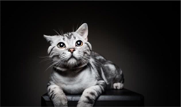 猫总管说猫美国的开国功臣美国短毛猫