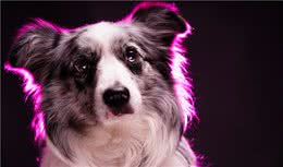 毛发不好的边境牧羊犬，不妨给它吃这些食物，可以美毛的！