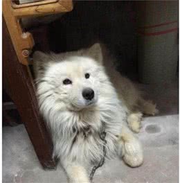 主人带萨摩耶剃毛后，发现皮肤成了灰黑色，吓得连忙送去医院检查