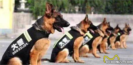讲真，养狗就要养德国牧羊犬这样的