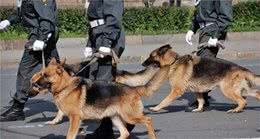 讲真，养狗就要养德国牧羊犬这样的