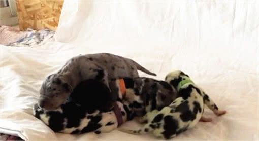 狗狗半夜生产，当第8只崽子出来的时候：这颜色怎么不对