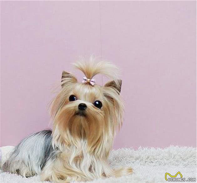 小型犬太多挑花了眼？看完这篇文再决定吧，走过路过不要错过哦