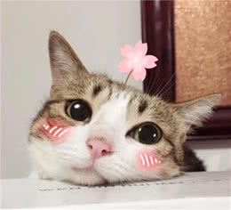 拥有一只不常见品种的猫是一种什么体验？