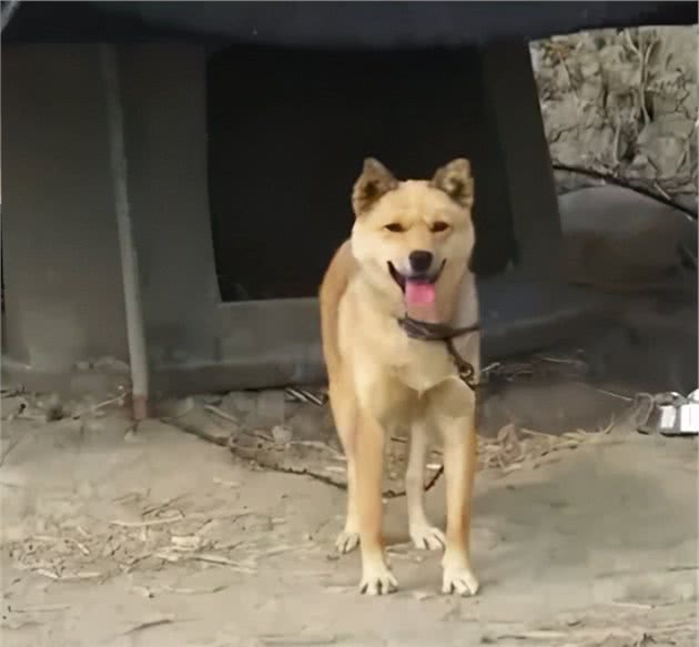 大黄狗捡奶猫带回家照顾，还奇迹般产生奶水，将猫喂养长大