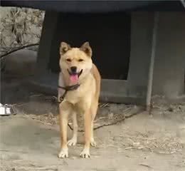 大黄狗捡奶猫带回家照顾，还奇迹般产生奶水，将猫喂养长大