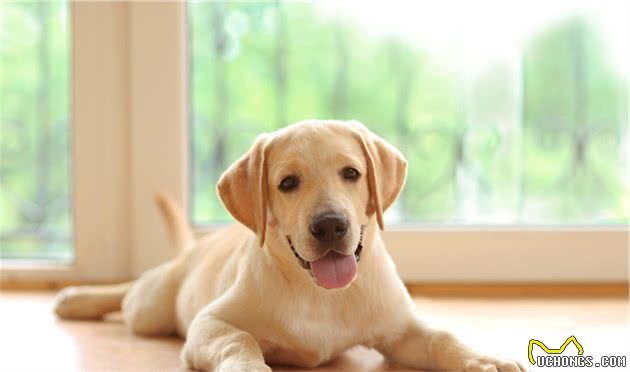 导盲犬小Q，它的品种可能是世界最适合当导盲犬的狗狗