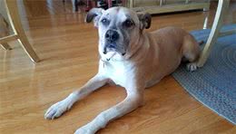 狗狗只有学会了“离开”，必要时才可以救命，确保生命安全