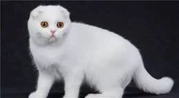 这八种珍贵的品种猫，你养过几种？