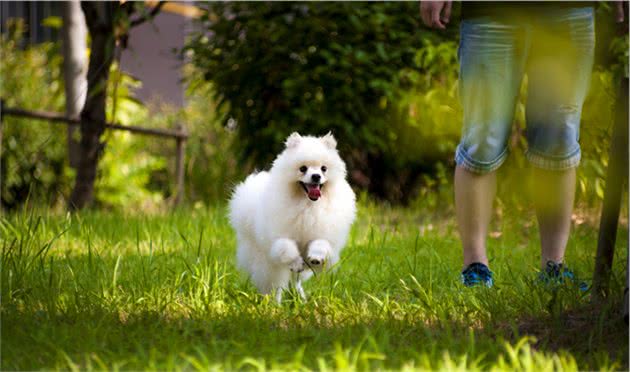 为什么博美犬从“万人迷”变成“万人恨”?网友：这6点太可怕了