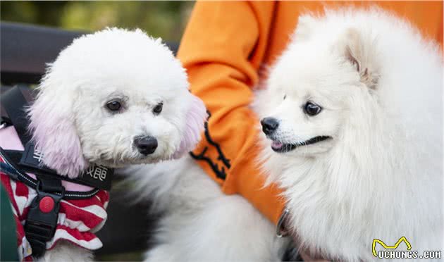 为什么博美犬从“万人迷”变成“万人恨”?网友：这6点太可怕了