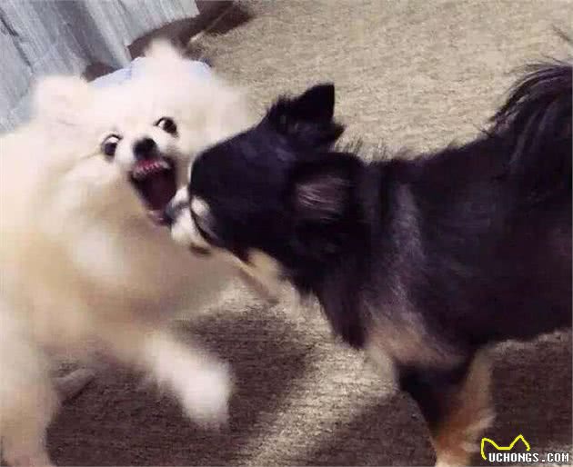 为什么博美犬从“万人迷”变成“万人恨”?网友：这6点太可怕了