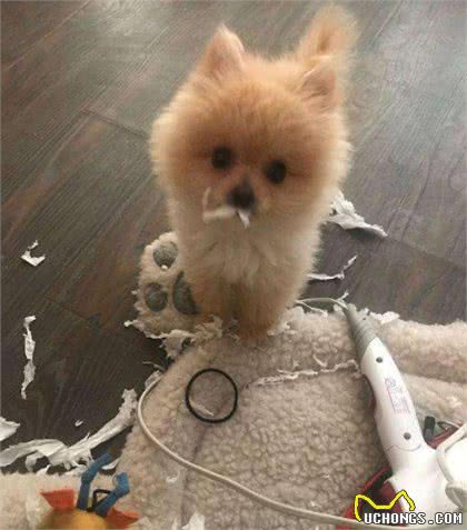 为什么博美犬从“万人迷”变成“万人恨”?网友：这6点太可怕了