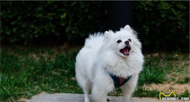 为什么博美犬从“万人迷”变成“万人恨”?网友：这6点太可怕了