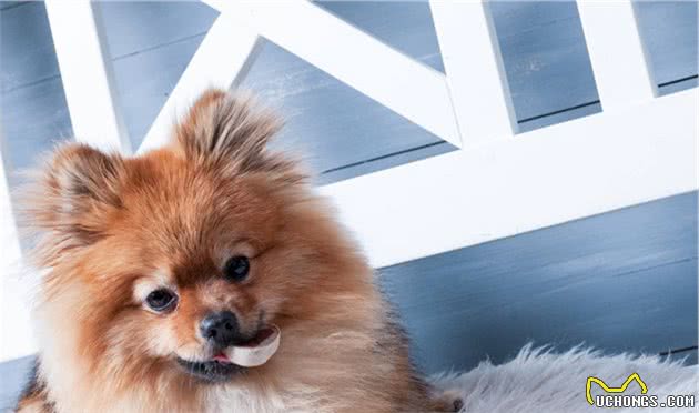 为什么博美犬从“万人迷”变成“万人恨”?网友：这6点太可怕了