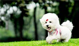 比熊犬每天都坚持运动，到底健不健康？