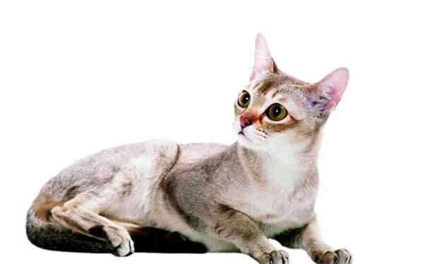 与新加坡猫一同生活，你必须了解哪些？｜养护