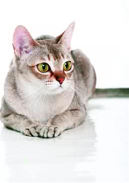与新加坡猫一同生活，你必须了解哪些？｜养护