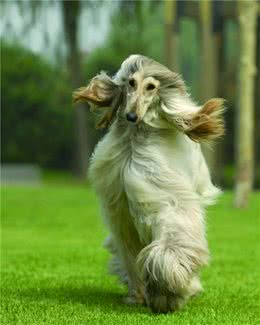 阿富汗猎犬走路带风的狗怎么养？