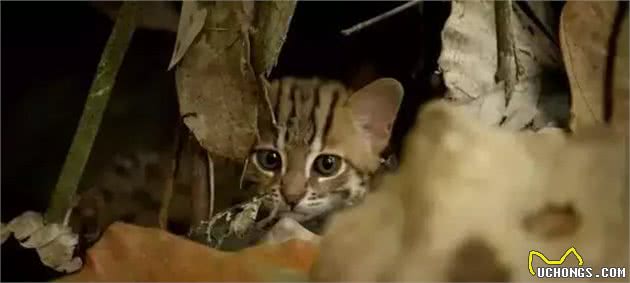 农民意外捡到的袖珍小奶猫，竟然是超凶的猛兽？！