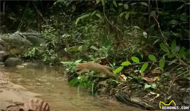 农民意外捡到的袖珍小奶猫，竟然是超凶的猛兽？！