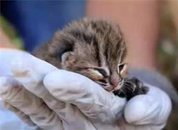 农民意外捡到的袖珍小奶猫，竟然是超凶的猛兽？！