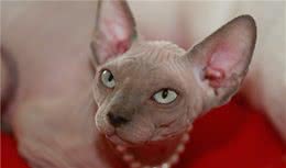 诡异的无毛猫，打起架来，就像是外星人在起内讧